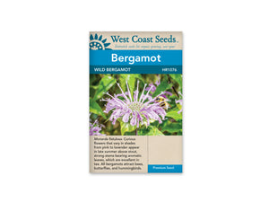 Wild Bergamot (Bee Balm)